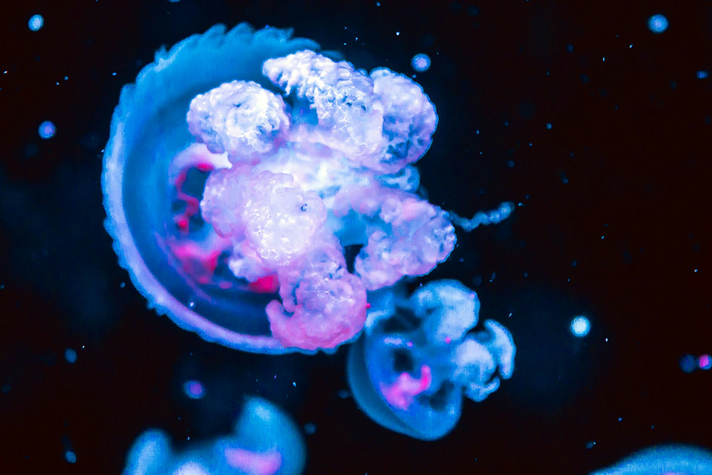 blue and white jellyfish in water